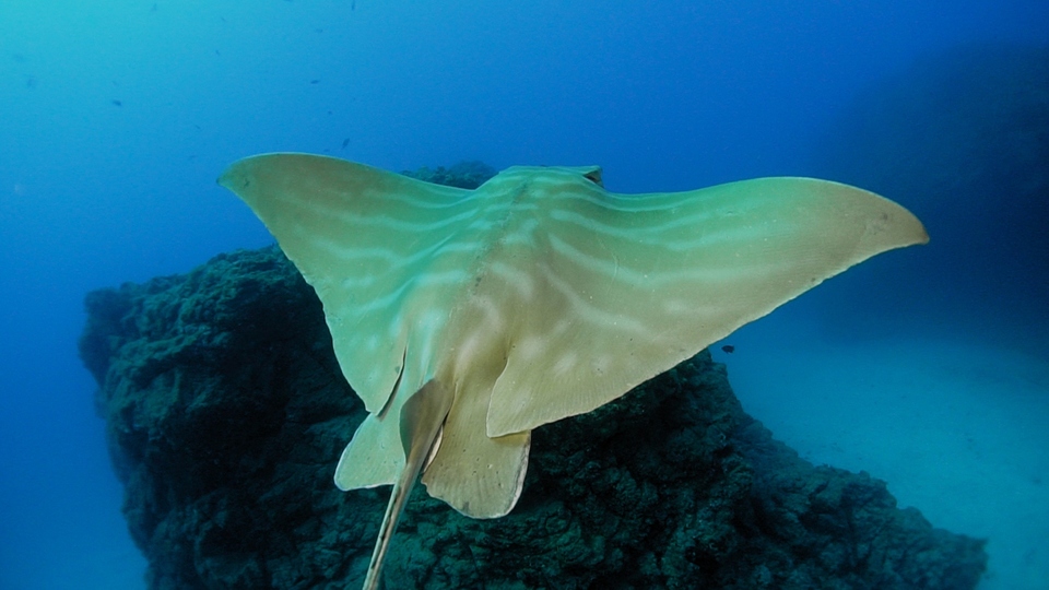 Документ Divoké Kanárské ostrovy