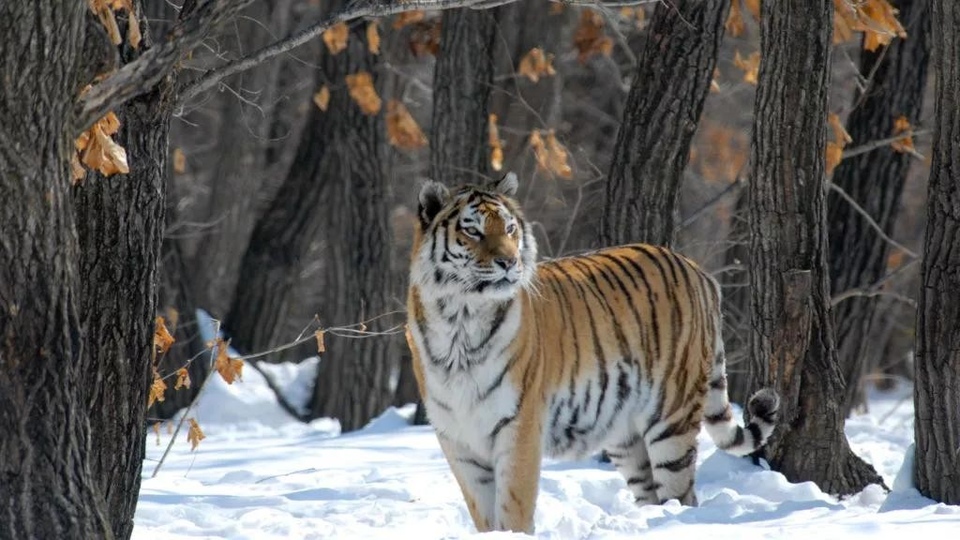 Documentary Ruski divlji tigar