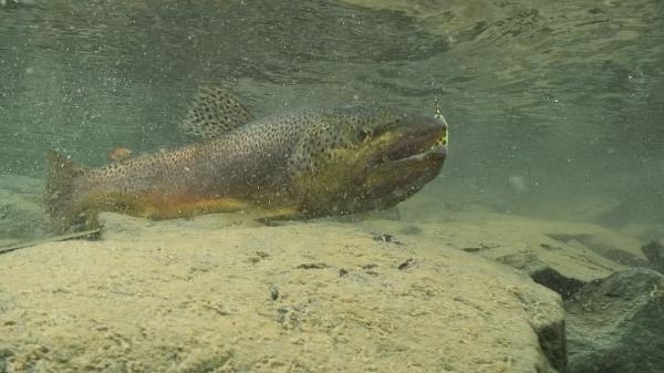 Tamás Hodula - Pilismarótská dobrodružství
