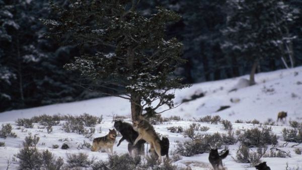 Wilki z Yellowstone