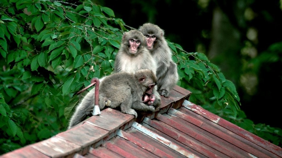 Документ Divoké Tokio