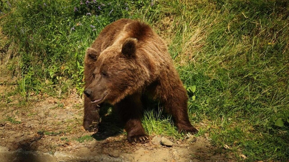 Документ Roumanie, le charme des Balkans