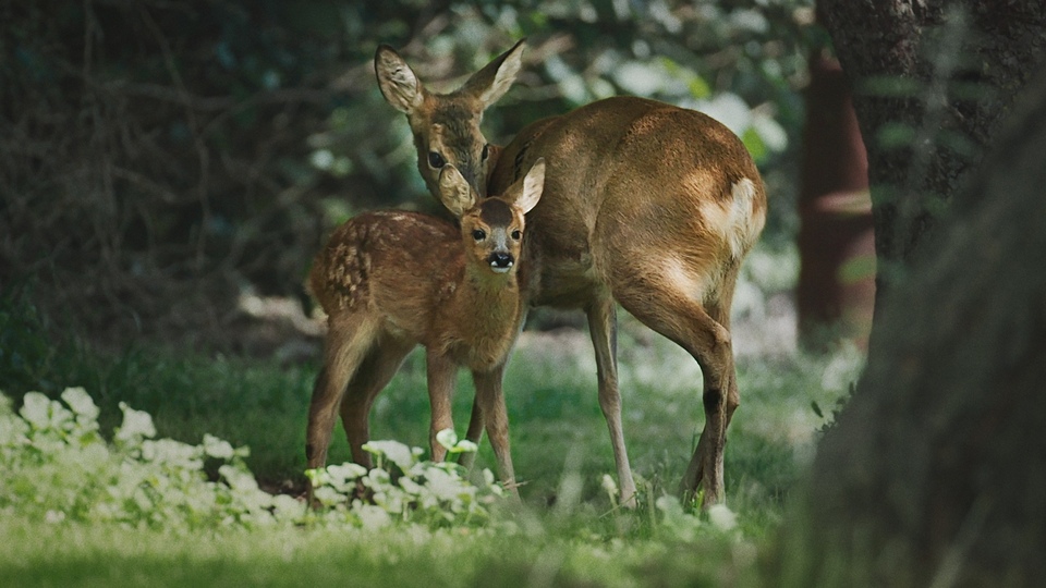 V divočině, tam to žije