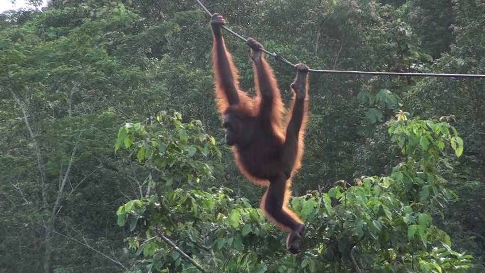 Documentary Zelená poušť