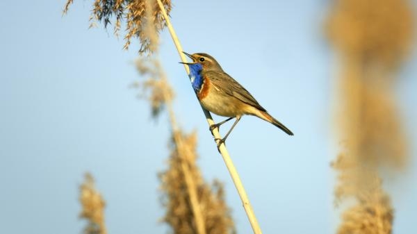 Náhodná divočina: Evropské Everglades