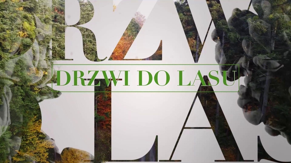 Drzwi do lasu