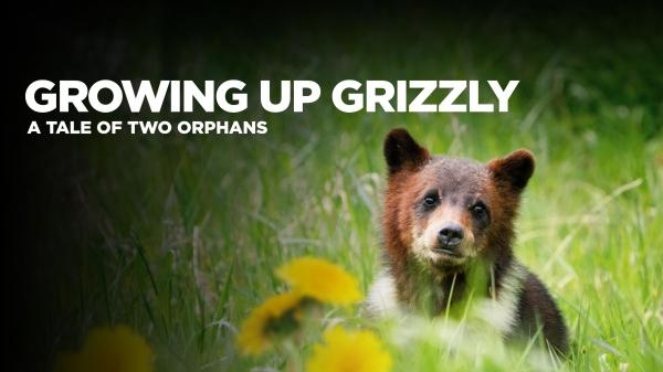 Dospívání grizzlyho: Příběh dvou sirotků