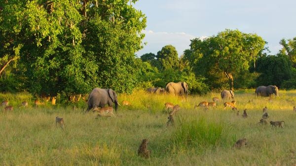 Poslední ráje na Zemi - Luangwa
