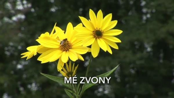 Mé zvony