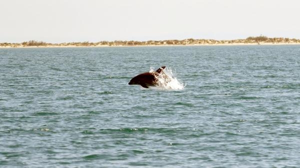 Camargue: Divlje i osjetljivo područje