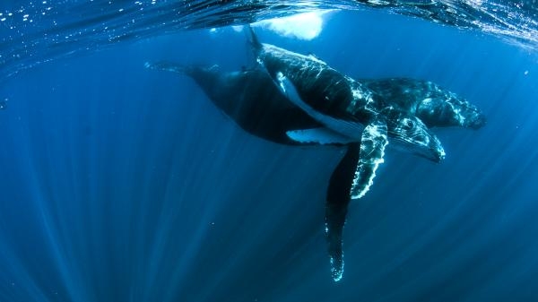 Ningaloo: Australský oceánský zázrak