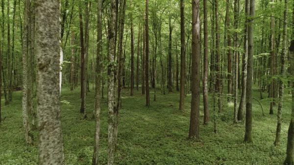 Le bison d'Europe, colosse de la foret