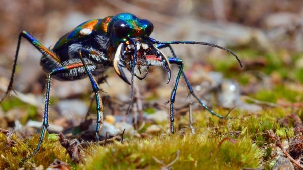 Strategie rozmnožování v přírodě