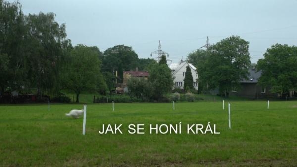 Jak se honí král