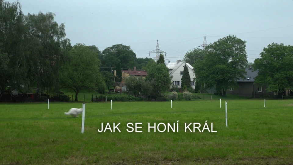 Documentary Jak se honí král