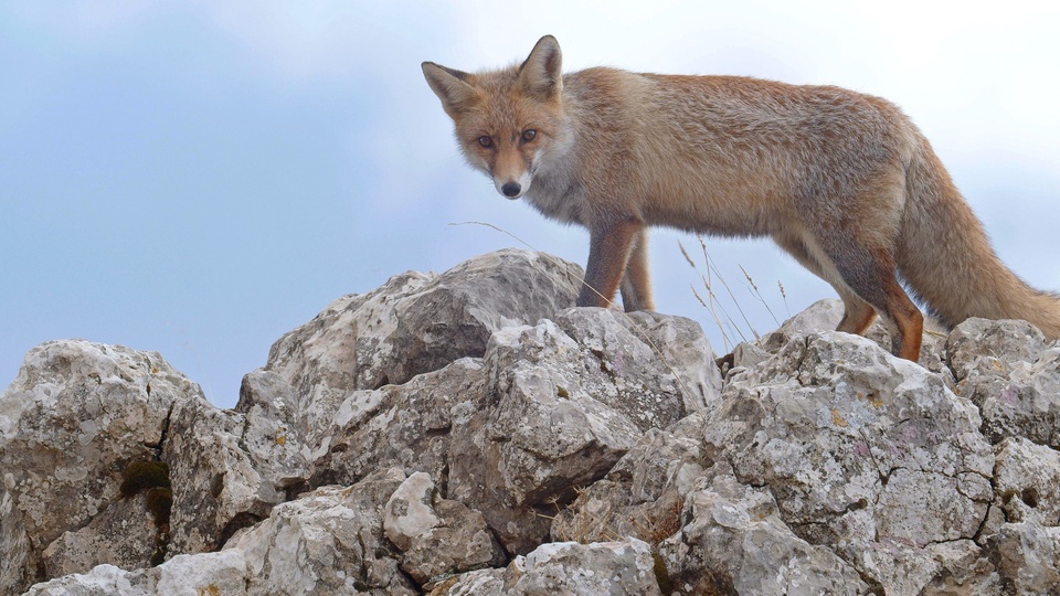 Dokumentarci Divlje Sredozemlje
