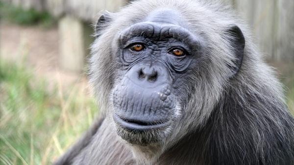 Jane Goodall et les chimpanzés de Tchimpounga