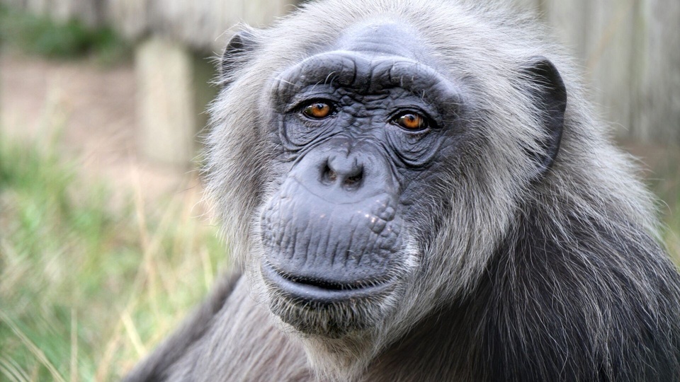 Документ Jane Goodall et les chimpanzés de Tchimpounga