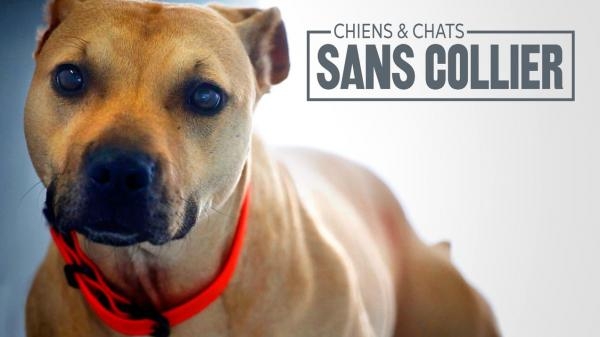Chiens Et Chats Sans Collier