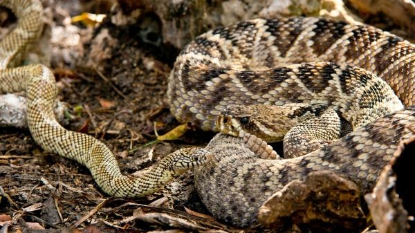 Kierunek Wild: Dzika Floryda