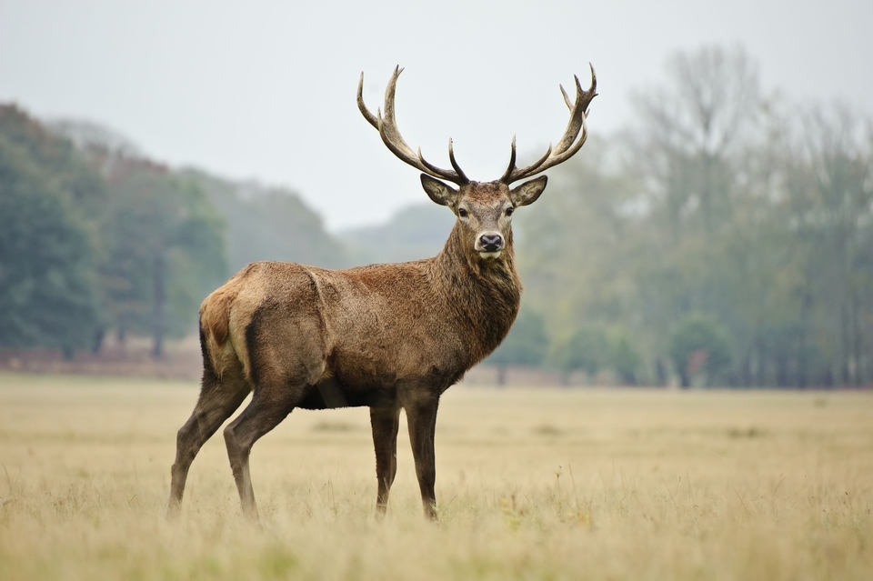 The Fishing and Hunting