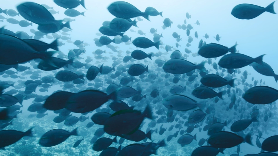 Dokument Thalassa, aventures extremes