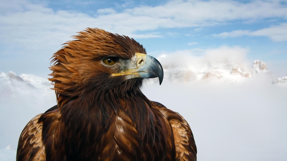 Dokument Kraina rysia iberyjskiego