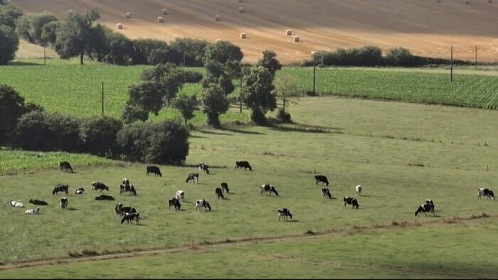 Documentary Vache folle, la Bretagne au coeur de la crise