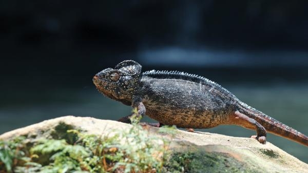 Madagaskar aneb Karneval chameleonů