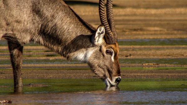 Riječni divovi Afrike