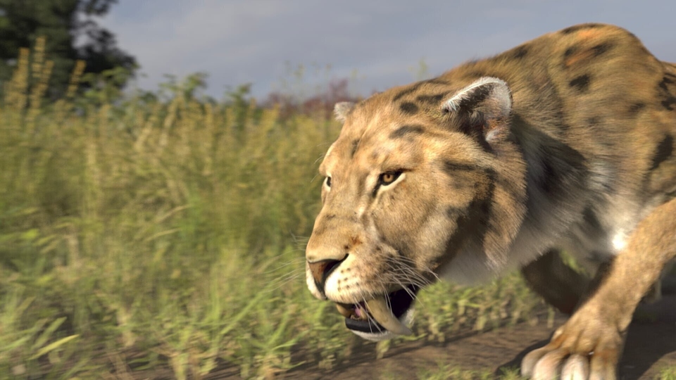 Dokument Le mystérieux tigre a&nbsp;dents de sabre