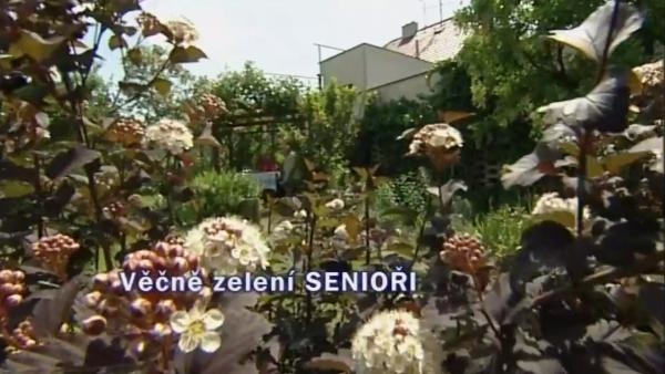 Věčně zelení senioři