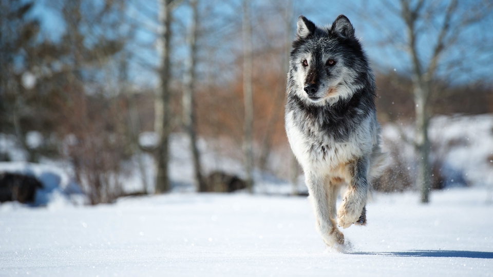 Документ Ženska moć
