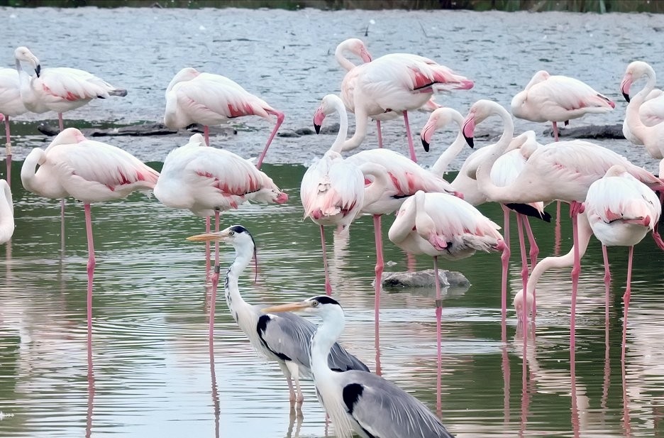 Dokument Camargue: Divoký raj