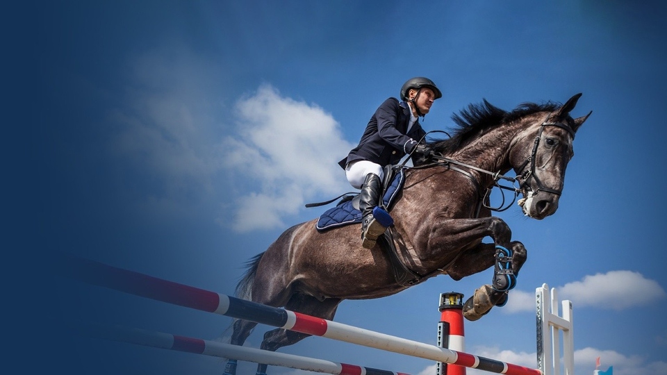 The best equestrianism online