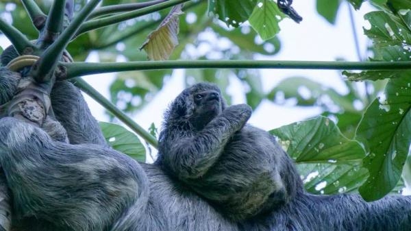 Najčudnije životinje Južne Amerike