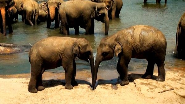 Záblesk ze Srí Lanky