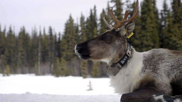 Divlji koridor Stijenjaka: od Yellowstonea do Yukona