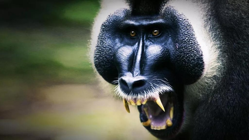 Dokumentarci Neobično i jezovito