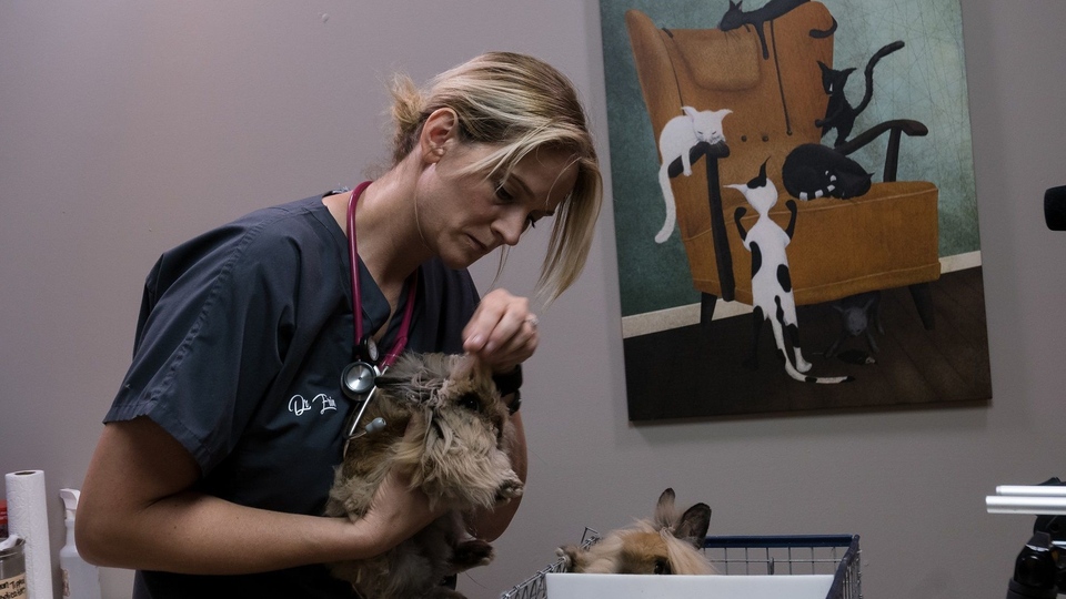 Dokumentarci Veterinari iz srca Amerike