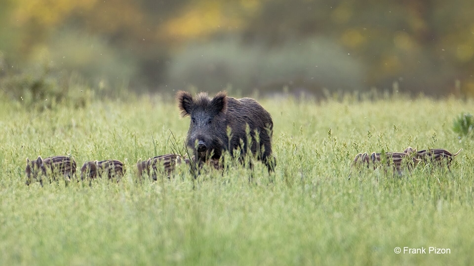 Dokument Sangliers & Cie