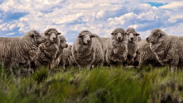 Divlja Patagonija