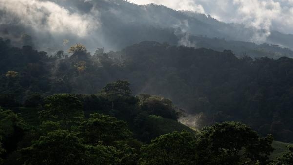Le monde secret des forets