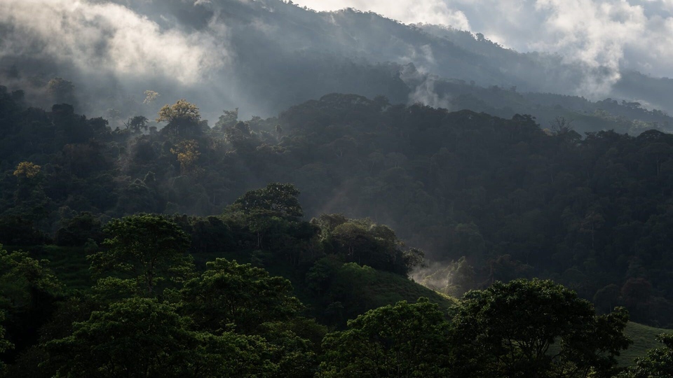 Dokumentarci Le monde secret des forets
