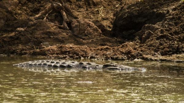 Królestwo krokodyli: Grumeti i Mara