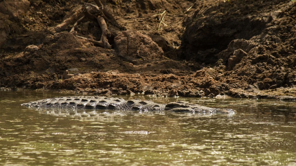 Dokument Królestwo krokodyli: Grumeti i Mara