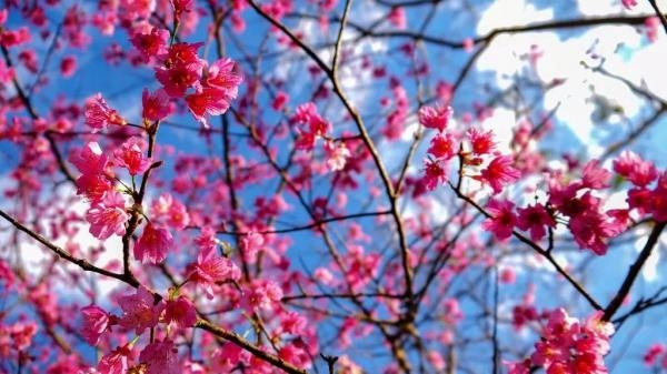 Divlji Tajvan: Otočna džungla