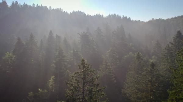 Dr Pic Noir: urgences des bois