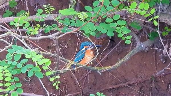 Kam vítr odvál pírko kukačky