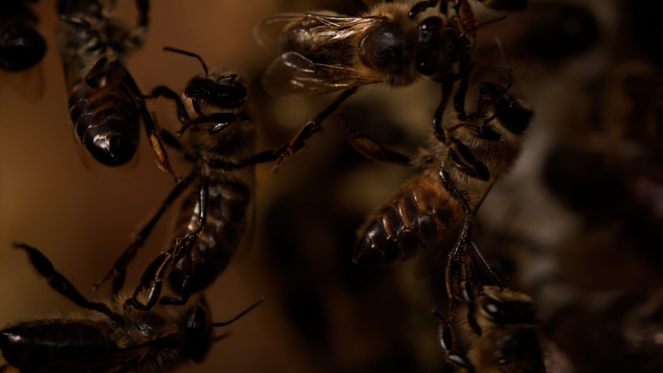 Dokument Au pays de l'abeille noire